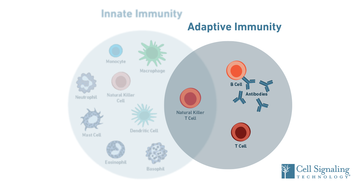 Immunology: How Does The Adaptive Immune System Work?